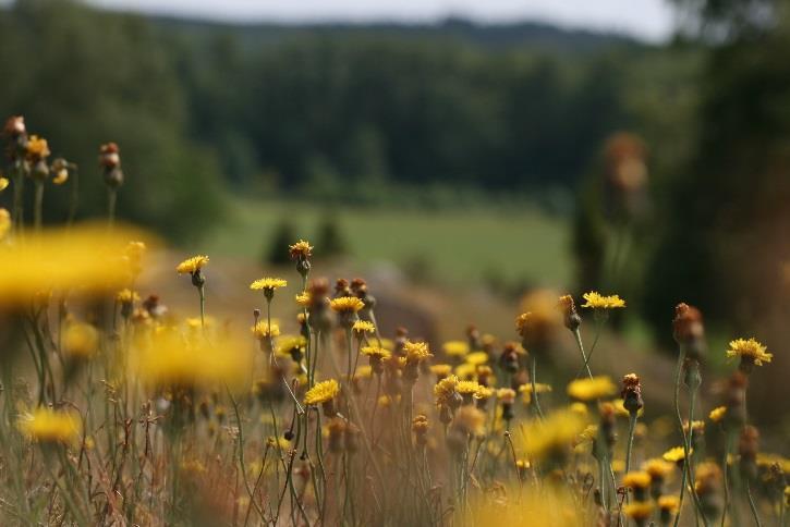 Åker 6% Skog och andra naturt yper Ängs- och betesmark 1% Odlingslandskapet Grön infrastruktur Av Sveriges landareal består odlingslandskapet