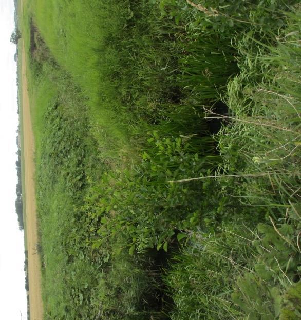 Högra bilden: pestskråp och björnloka har etablerat sig i slänterna. Figur 51. Vänstra bilden: stenar har placerats i slänten för att förebygga erosion.