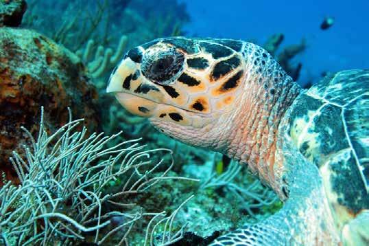 Dag 11 19 feb Cozumel, Mexiko Idag stannar fartyget på den mexikanska ön Cozumel.