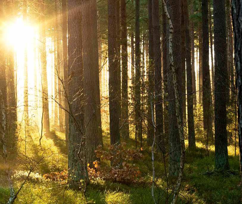 30 - Stora Ensos Idébok Tack för att du