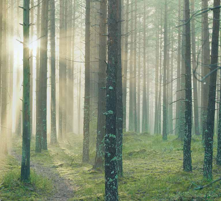 LÖSNINGEN FINNS I SKOGEN Lösningen finns i skogen Allt som kan göras av fossila råvaror kan göras av skog, och vedens beståndsdelar kan ersätta oljan i