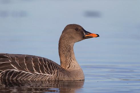 Med hjälp av hunden kan man hitta den skjutna eller skadskjutna