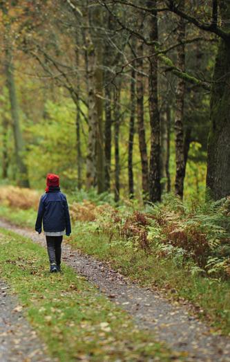 VÄRDESKAPANDE Skogsbruket i siffror Sveaskogs skogstillgångar 2016 2017 2018 Total markareal, miljoner hektar 4,01 4,01 3,95 Varav produktiv skogsmark, miljoner hektar 3,11 3,11 3,07 Bokfört värde