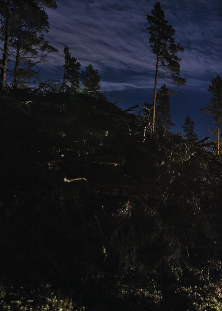 Verksamheter Sveaskog består av flera verksamheten som rör skogen. Det handlar dels om leverans av råvaran från skogen i form av sågtimmer, massaved och biobränsle och de skogsplantor som planteras.