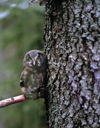 BIOLOGISK MÅNGFALD OCH NATURVÅRD 20 procent av skogen avsätts till naturvård Sveaskog kombinerar ett lönsamt skogsbruk med bevarande av höga naturvärden.