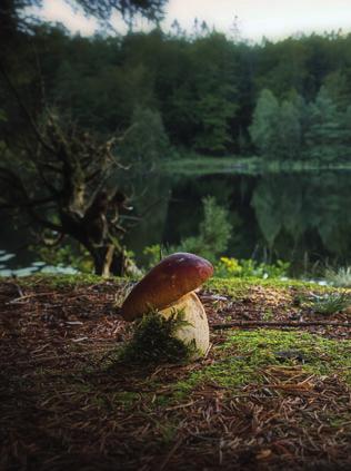 KLIMAT Skogens roll för klimatet Den svenska skogen har stor betydelse för Sveriges ambitioner om fossilfrihet till 2045. När skogen växer bidrar den till stora upptag avkoldioxid.