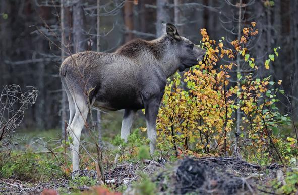 ÄLGFÖRVALTNING Viltbetesskador kostar stora belopp Älgen och övriga klövviltarter utgör en mycket värdefull och självklar del av Sveaskogs skogslandskap.