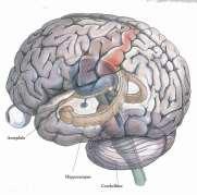 Traumatic event Cingulate cortex Conscious