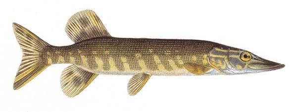 Gädda (Esox lucius) Id (Leuciscus idus) Löja