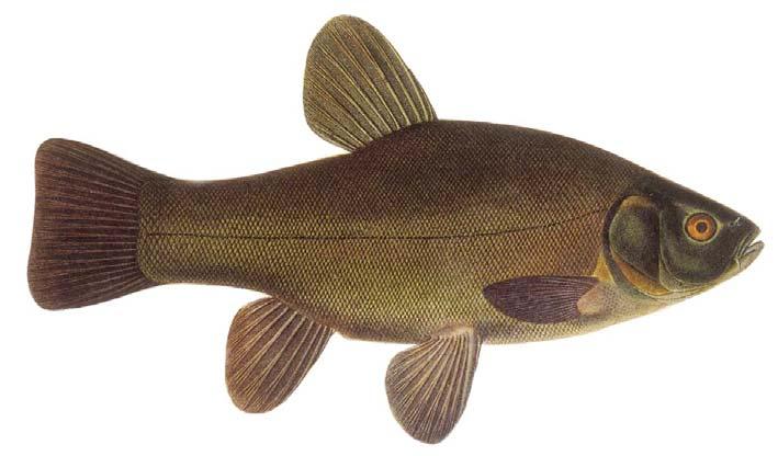 Sutare (Tinca tinca) Skrubbskädda (Platichthys flesus) 5 REFERENSER Eklöv, A. 2013. Nätprovfiske 2013.