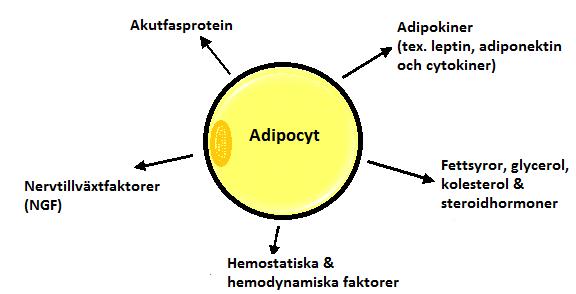Endokrin funktion Adipocyter och andra celler i den vita fettvävnaden såsom makrofager producerar ämnen som går under samlingsnamnet adipokiner (Fig 2).