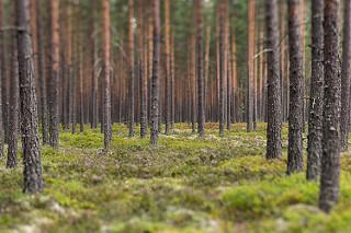 Kandidatarbeten 2016:6 i skogsvetenskap Fakulteten för skogsvetenskap Medeltillväxtens kulmination baserat på gallringsformer och ståndortsindex hos tall (Pinus sylvestris L.