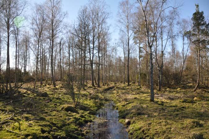 Om fastigheten Typ: Skogsfastighet, byggnadsfri Virkesförråd: Ca 1 100 m³sk Mark: 24 ha Prisidé: 1,8 MSEK/hbj Län: Skåne Kommun: Hässleholm