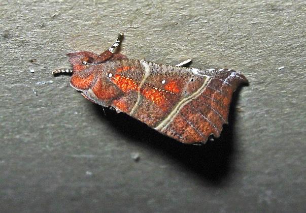 1 december 2017 Vintervila upp-och-ner Många fjärilar och andra insekter övervintrar som färdiga insekter, imagos. Andra övervintrar som ägg eller puppa eller larv.