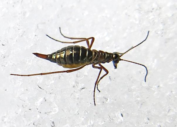15 december 2017 Hoppar i snö När det är full vinter med snö och kyla väntar man sig inte att träffa på spännande insekter på morgonpromenaden.