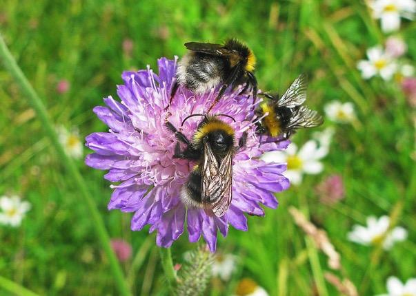 11 augusti 2017 Snylthumlor på åkervädd Humlor har en viktig roll för att pollinera blommorna. De är snabba en humla sägs hinna med fyra gånger så många blommor som ett tambi, på samma tid.