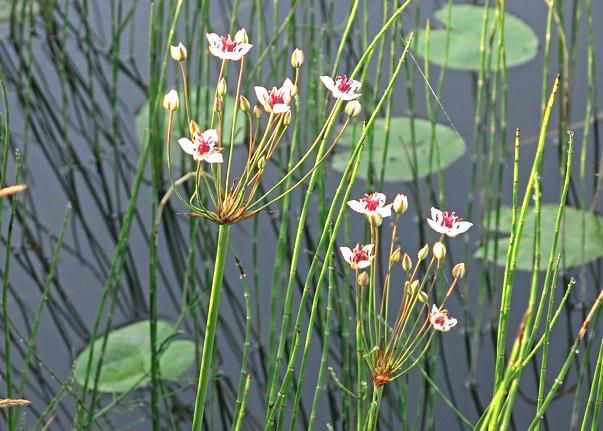 18 augusti 2017 Blomvass i Getån Blomvass är en växt som tidigare kallats brudljus och som växer i sjökanter och i lugnt flytande åar.