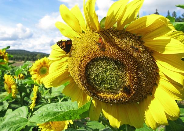 8 september 2017 Sensommarens restaurang Nu är det sensommar och nästan alla ängsblommor har slutat blomma. Det betyder mindre mat för de insekter som är beroende av nektar och pollen.