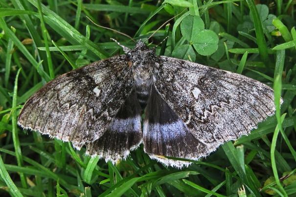 22 september 2017 Vårt största nattfly Blåbandat ordensfly är vårt största nattfly, 9 cm mellan vingspetsarna.