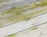 träets naturliga uttryck framhävs och bevaras.