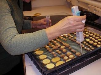 månader lagrad skörd (viktprocent) Inokulering av
