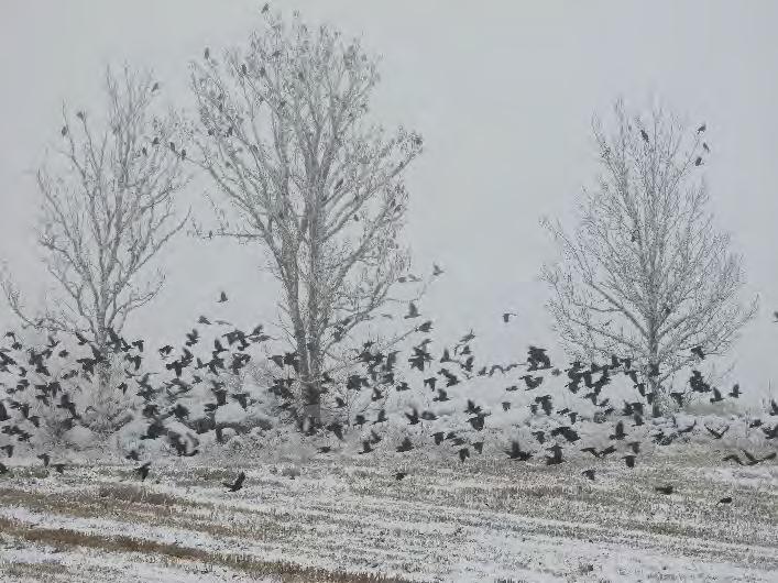 Råkor och kajor i Bolum, december. Foto: Lotta Berg. Gråkråka Corvus corone cornix Vinterfynd, högsta antal, janfeb: 5 ex rastande Norra delen 4.2 (Christopher Magnusson).