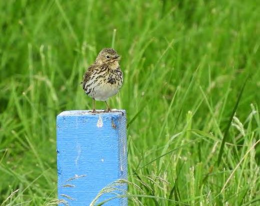 Natura 2inventeringar vid Hornborgasjön 217 Åke Abrahamsson Uppföljning av Natura 2områden gäller hela Sverige.