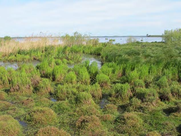 Figur 3. Hårt gåsbete i bestånd av Carex acuta och Carex sp i strandkant mot Hornborgaviken.