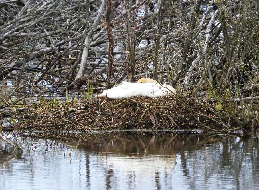 Sångsvanen Två områden i sjön hyser häckande sångsvanar, det ena är nära Hångers udde och det andra är i området Orebackar Hästahuvudet. Så har det varit under en lång följd av år och så även 217.