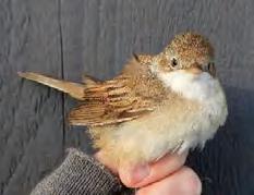 En sträng med nedlagd sly sparades och förhoppningsvis kommer den leverera en del insekter under våren 218.