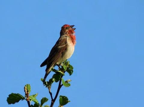 Projekt 217 Häckande svarthalsade doppingar Peder Hedberg Fält Ruggande grågäss vid Hornborgasjön Clas Hermansson Häckande grågäss vid Hornborgasjön Clas Hermansson Häckande svanar i Hornborgasjön