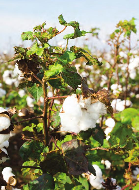 Tyg och kläder Bomull är svalt och mjukt Bomull är en växt som ser ut som en vanlig blomma på sommaren. När den börjar tappa sina blad kommer det fram ett vitt ludd där blomman satt.