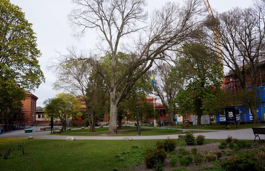 SID 7 (12) Sjukhusparken i maj 2014 Den gamla parken med gångvägar är i stort behov av upprustning.