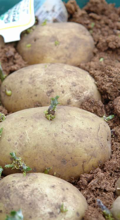 Potatis Potatisen som vi äter är en förtjockad underjordisk stam och i den lagrar växten näring som används till nya potatisplantor året efter.