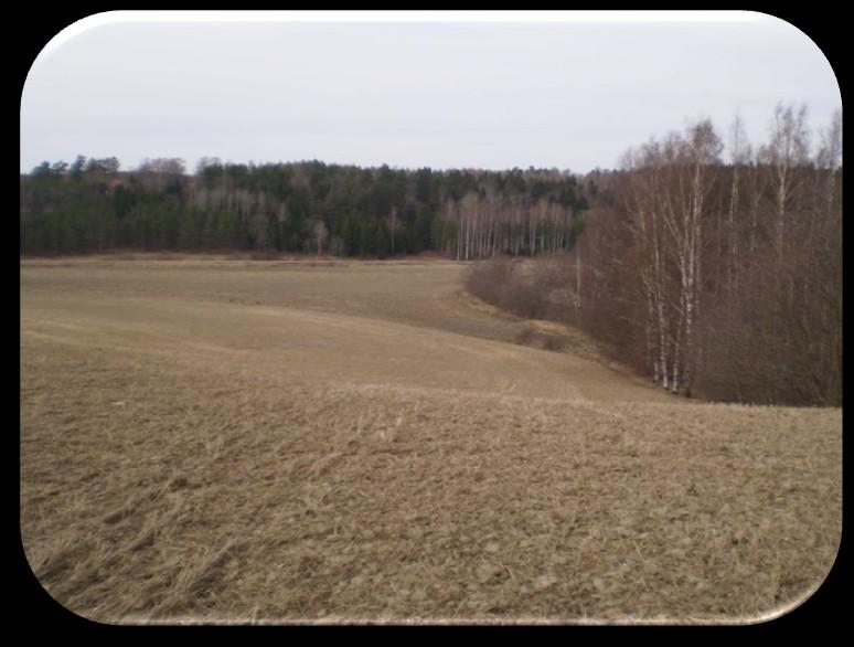 Enligt jordbrukarens observationer hade bottengrödan ingen inverkan på skörden av huvudgrödan, som blev svag till följd av torkan (3300 kg/ha). Bottengrödan var inte till besvär vid tröskningen.