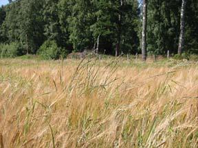 15kg/ha Se sidan 4:4-5 tabell 3 Relativtal Skörd 15 14 13 12 11