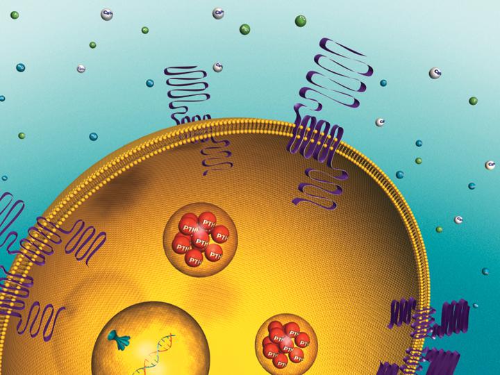 Calcium regula@on and the calcium-sensing receptor (CaR) Calcium-sensing receptor Vesicle