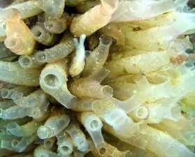transportation fuels and systems December 2017 Left: Cultivation of sea