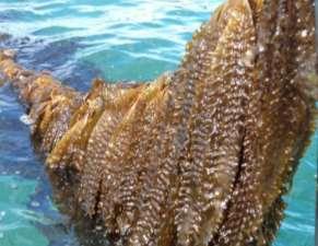 Right: Rope cultivation of sugar kelp (source: algolesko.com).