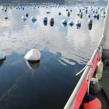 In Sweden, sea squirts can be found naturally and may thus be cultivated along the west coast.