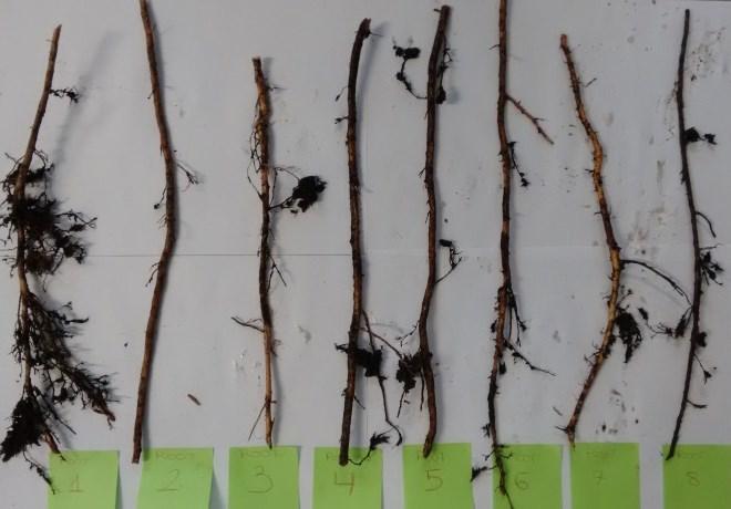 The test samples were collected on March 2015 from a mixed tree forest located in Stockholm near to the Machine Design department at KTH Royal Institute of Technology; the soil sample was taken by