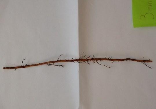 Figure 31. Root specimen example The maximum shear force to obtain this displacement has been used to calculate the Young s modulus considering the root as a beam (Figure 32). Figure 32.