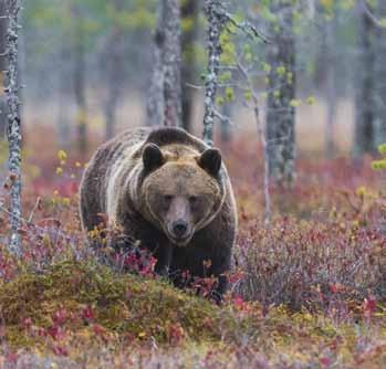 Förbundet arbetar därför på alla nivåer för att få en fungerande förvaltning av de stora rovdjuren på plats, vilket är den enda långsiktiga lösningen för att minimera det illegala dödandet av stora