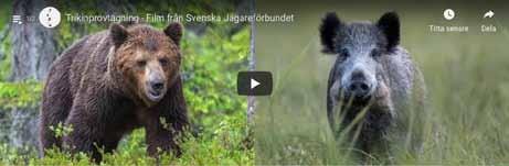 Viltundersökare återfinns runt om i landets jaktlag och har goda kunskaper om hur olika viltarter ska hanteras för att säkerställa ett friskt kött.