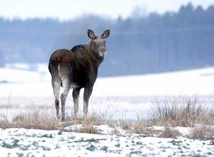 klövviltförvaltning Region Norr För region Norr är älgen det viktigaste viltet och i regionen skjuts också merparten av landets älgar.