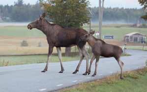 Utveckla och förbättra organisationen för eftersök av vilt skadat av spårbunden trafik Grundförutsättningen för förbundets arbete med eftersök av vilt, skadat av spårbunden trafik, är en fungerande