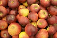 Ingrid Marie en dansk äpplesort som är det äpple som odlas mest i Sverige! ten Ingrid Marie (365 ha) och den svenska äpplesorten Aroma (305 ha) utgör tillsammans hela 43% av alla äppleträd!