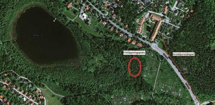 Figur 4. På bilden syns Kyrksjön till vänster och placeringen av groddjursstängslet längs Spångavägen som löper öster om sjön.
