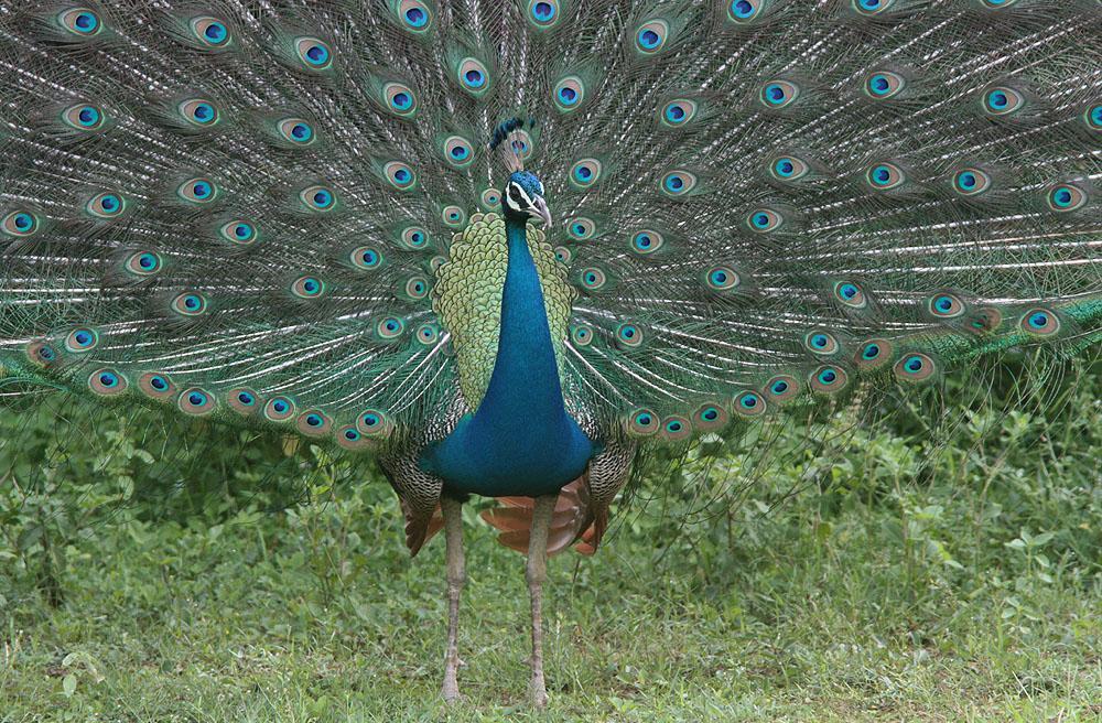 Sri Lanka 27 november 7 december 2020 med Göran Pettersson Påfågel vanlig art, men alltid lika kul att se och höra. Foto: Göran Pettersson Varmt välkommen på AviFaunas resa till Sri Lanka!