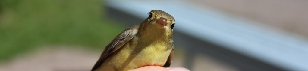 Falsterbo Birdshow pågår den 1-3 september på Falsterbo Strandbad, och invigningstalare är Armand Krajnc, boxare, nyfrälst fågelskådare och tvåa i Det stora fågeläventyret.